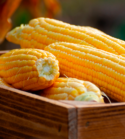 Milho (Maize)