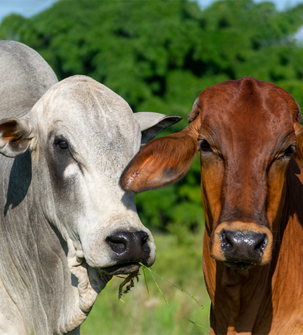 Proteína Animal (Animal Protein)